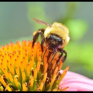 Meet your Posher, Rerecass